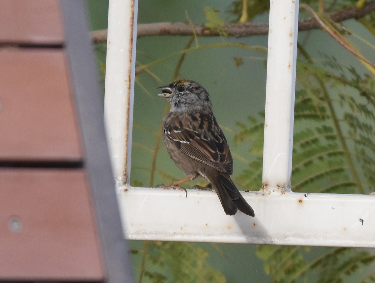 Golden-crowned Sparrow - ML430357821