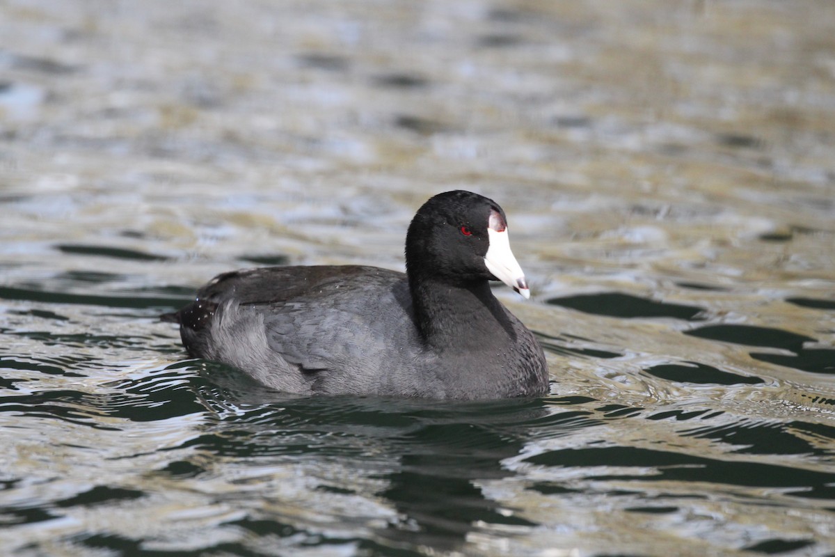 American Coot (Red-shielded) - Andrew Thomas 🦅🪶
