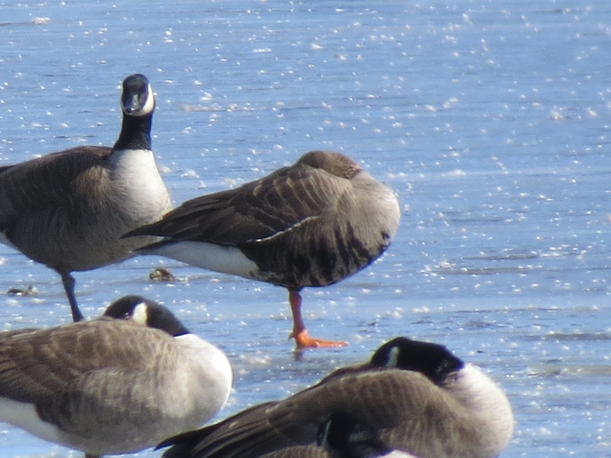 Greater White-fronted Goose - ML430362501