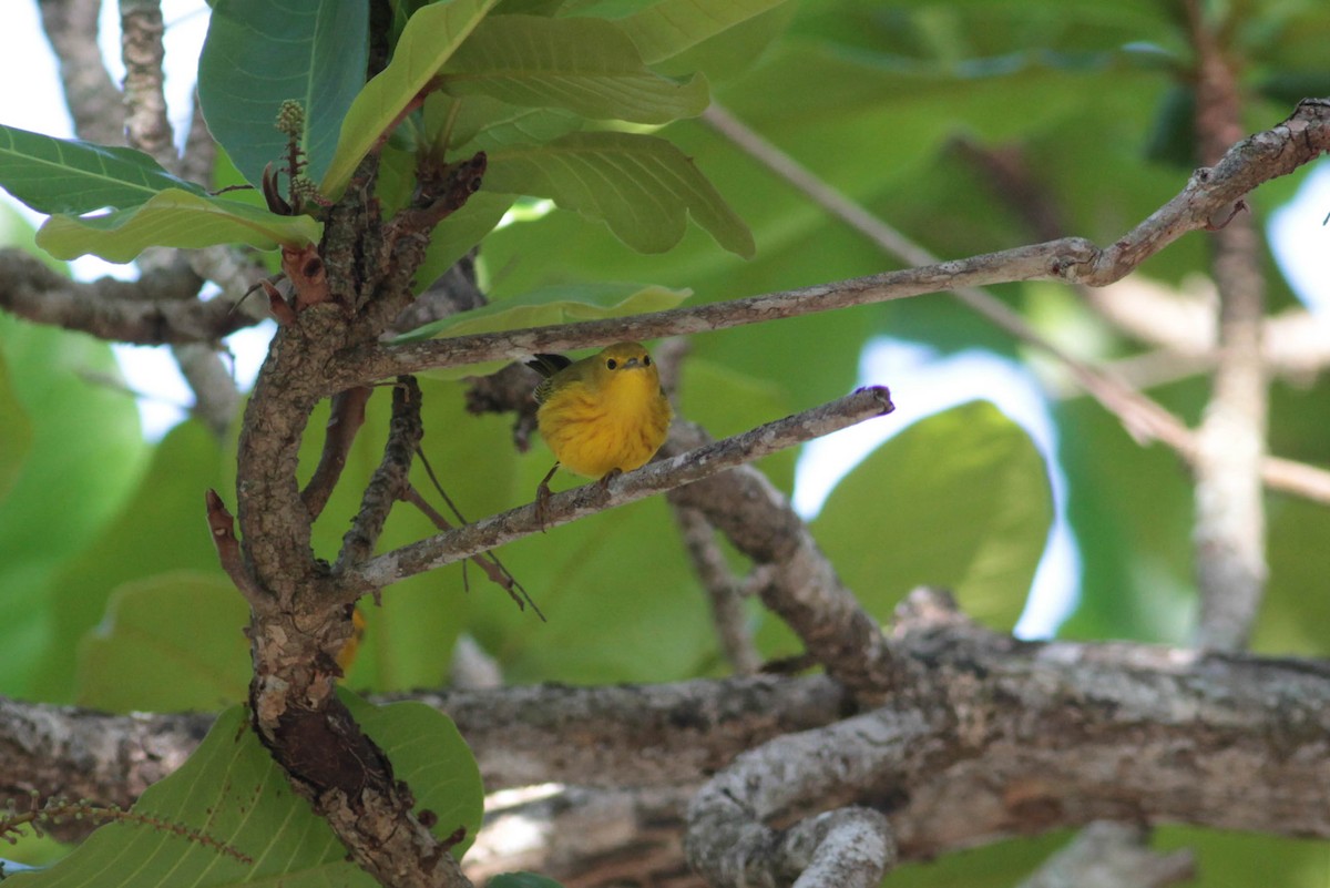 Yellow Warbler (Golden) - ML430363321
