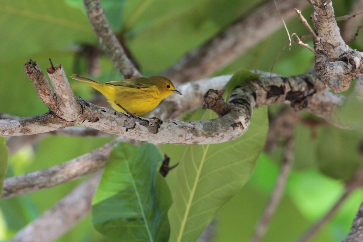 Yellow Warbler (Golden) - ML430363341