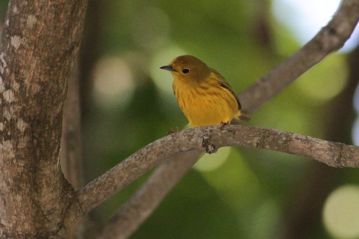 Yellow Warbler (Golden) - ML430363361