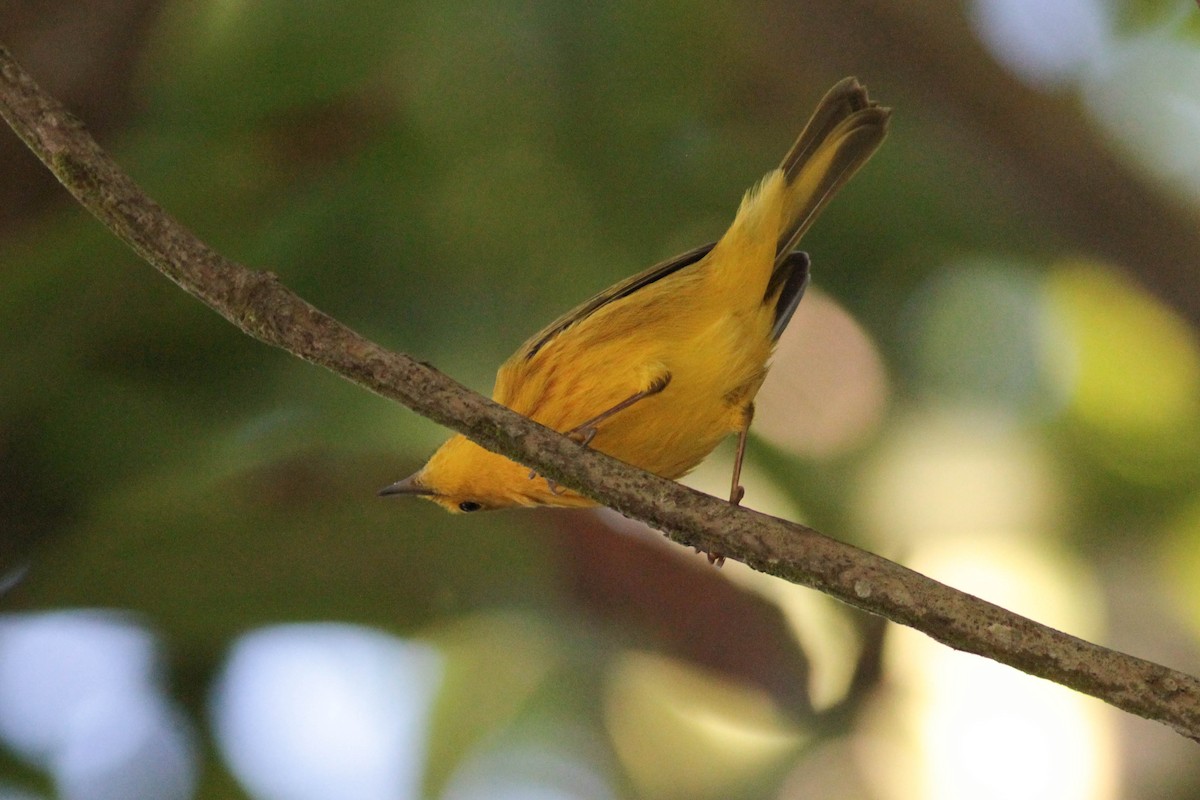 Yellow Warbler (Golden) - ML430363391