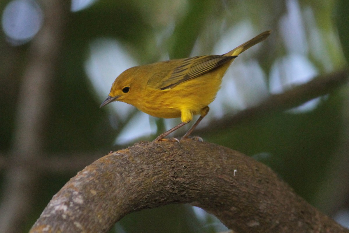 Yellow Warbler (Golden) - ML430363481