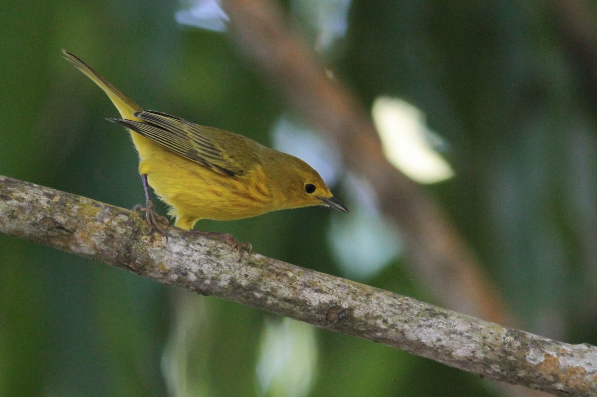 Yellow Warbler (Golden) - ML430363541