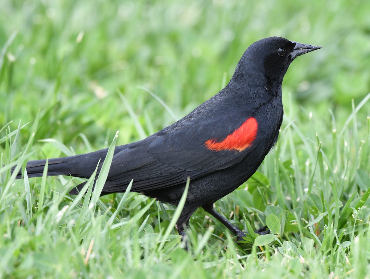 Red-winged Blackbird (California Bicolored) - ML430363931