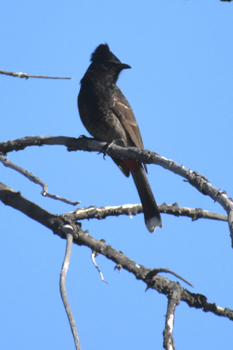 Red-vented Bulbul - ML430365011
