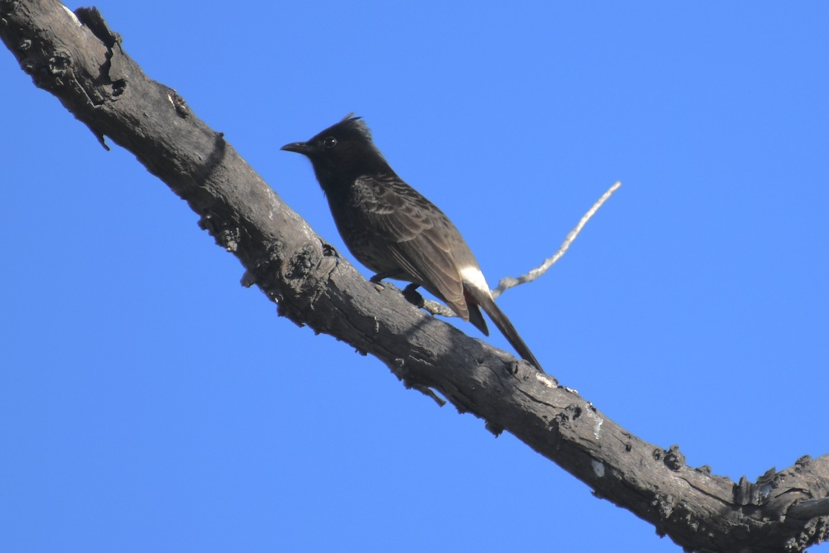 Red-vented Bulbul - ML430365021