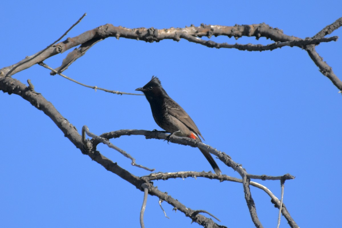 Red-vented Bulbul - ML430365041