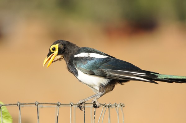 Yellow-billed Magpie - Scott Somershoe