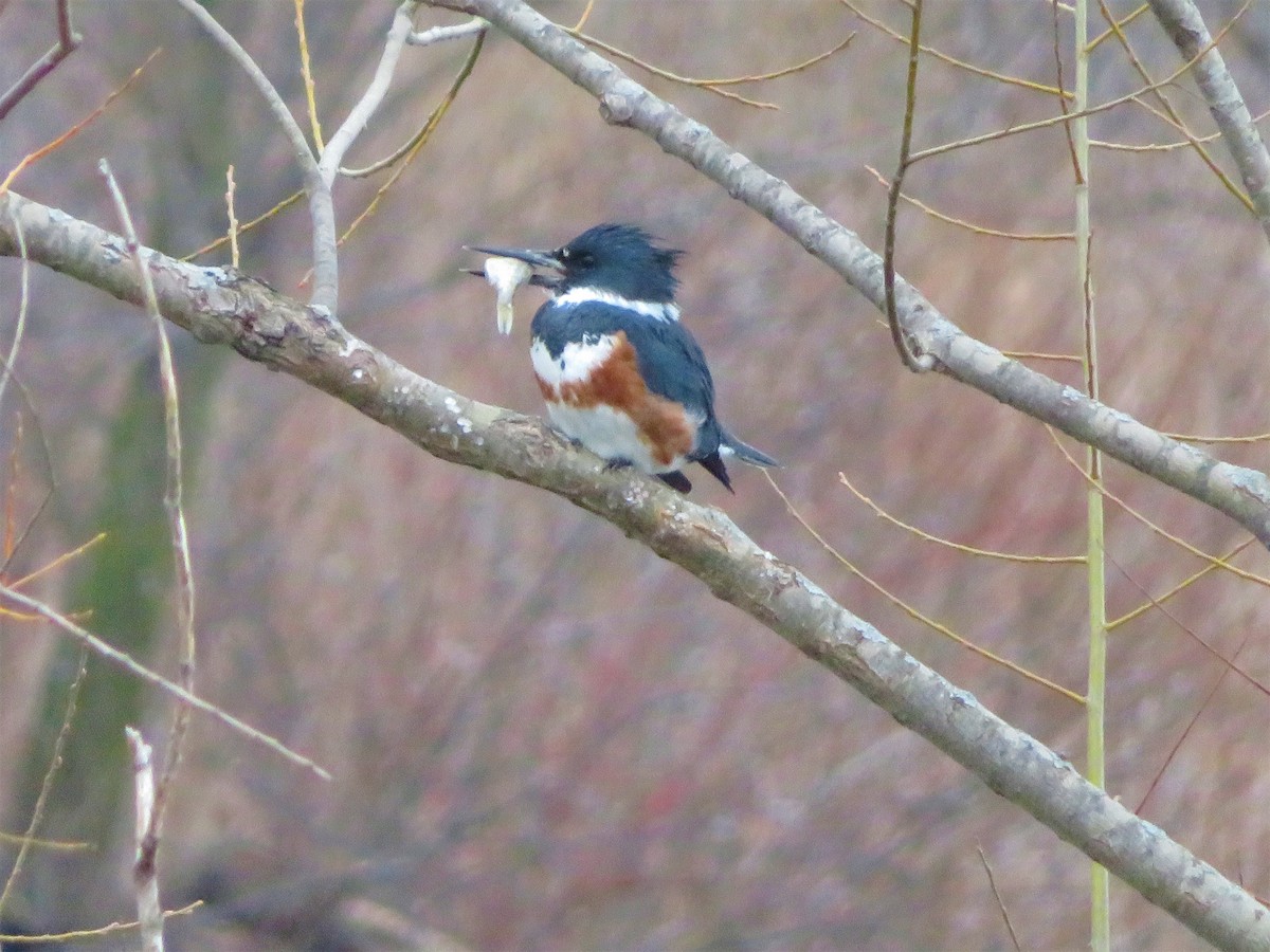 Belted Kingfisher - ML430367541