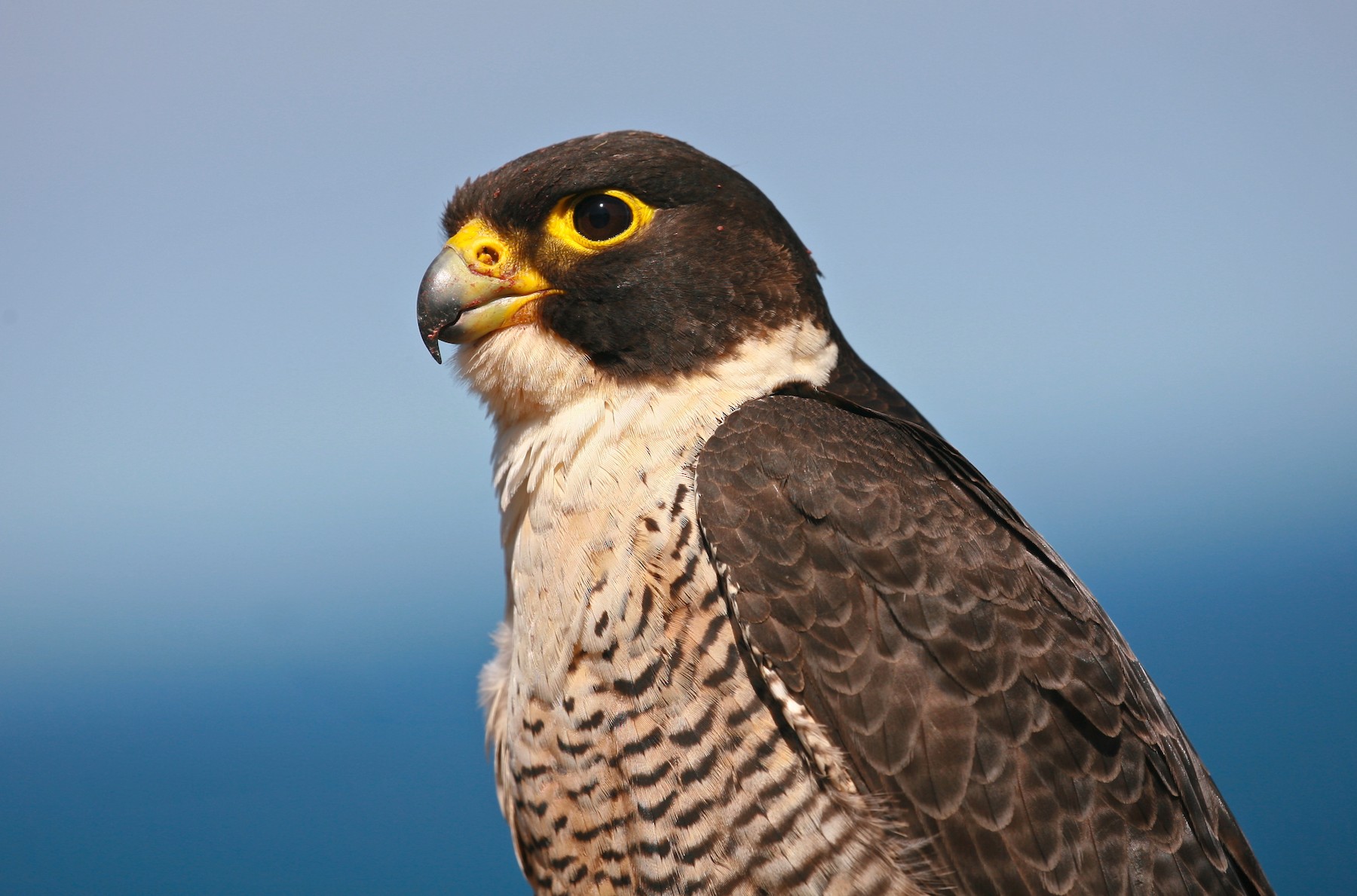 falcão-peregrino (macropus) - eBird