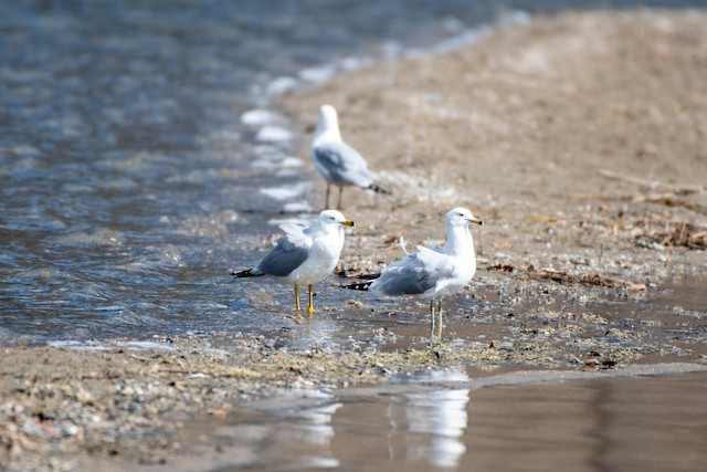 Ring-billed Gull at Haynes Point Provincial Park by Chris McDonald
