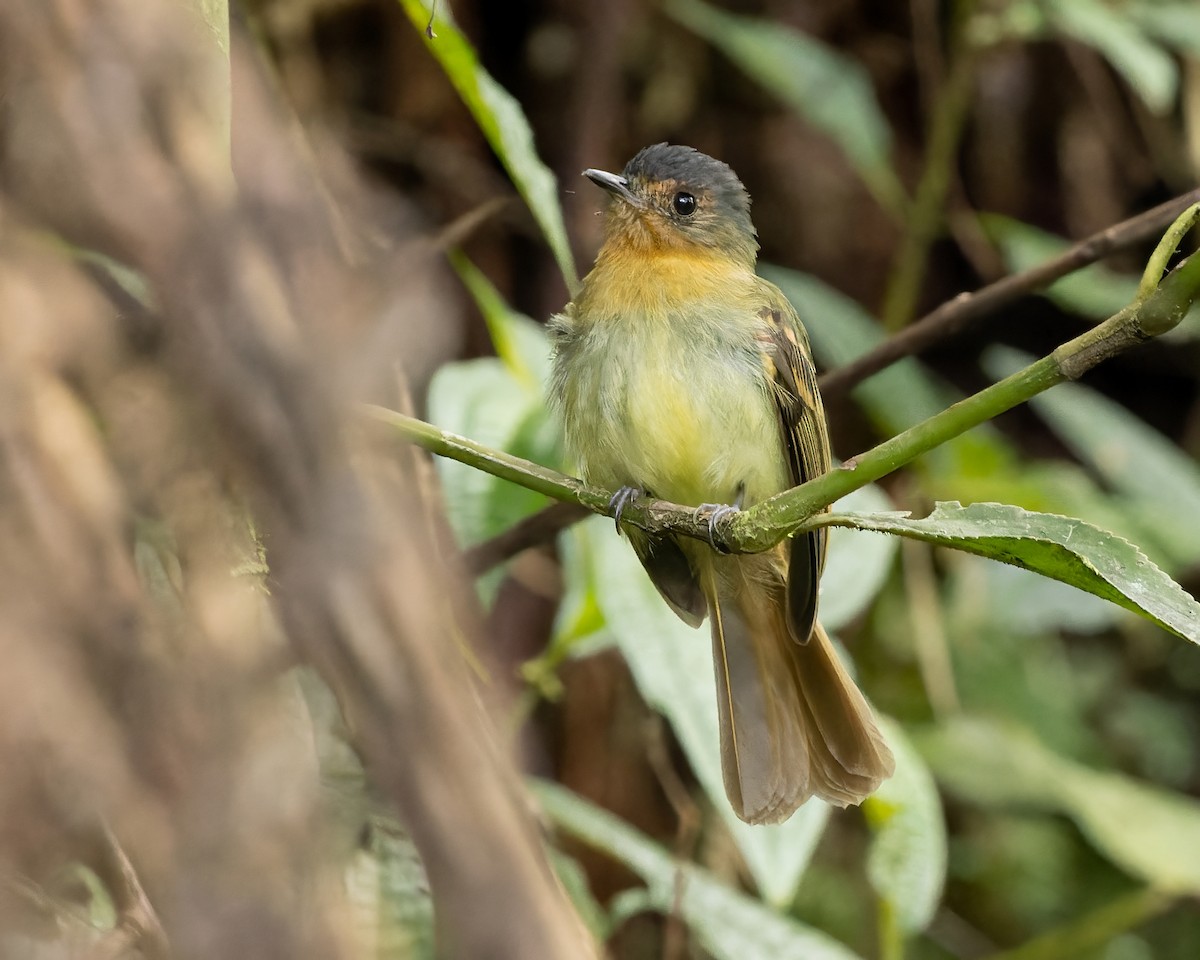 Rufous-breasted Flycatcher - ML430369241