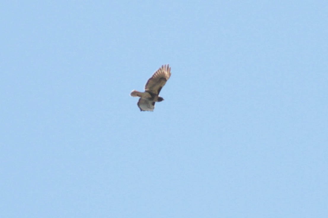 Red-tailed Hawk (jamaicensis) - ML430369551