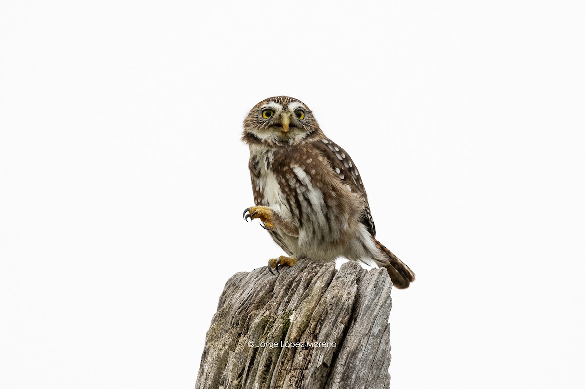 Austral Pygmy-Owl - ML430370251