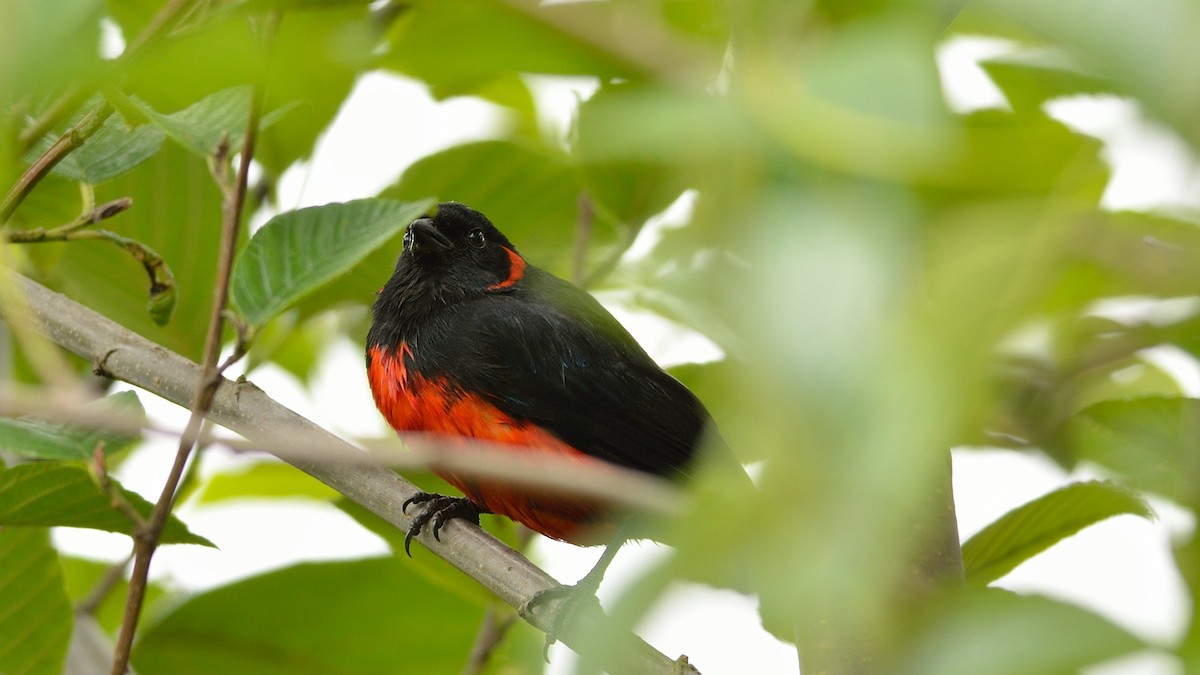 Scarlet-bellied Mountain Tanager - ML43037051