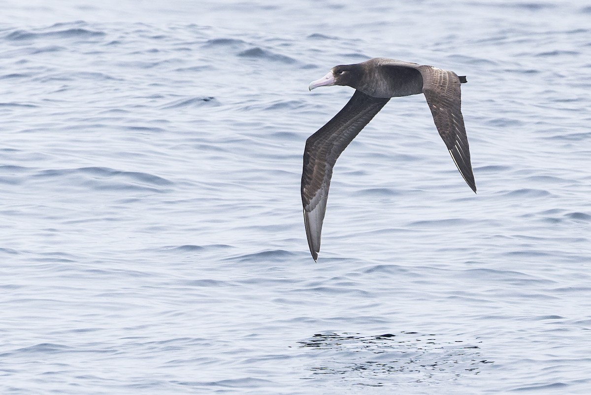 Short-tailed Albatross - ML430371941