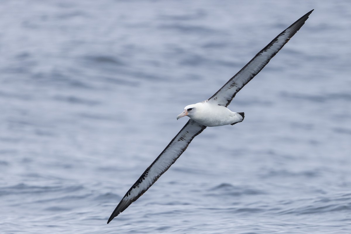 Laysan Albatross - Blair Dudeck