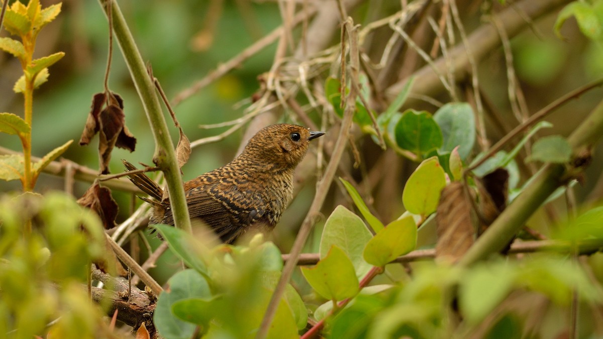 Pale-bellied Tapaculo - Neil Diaz