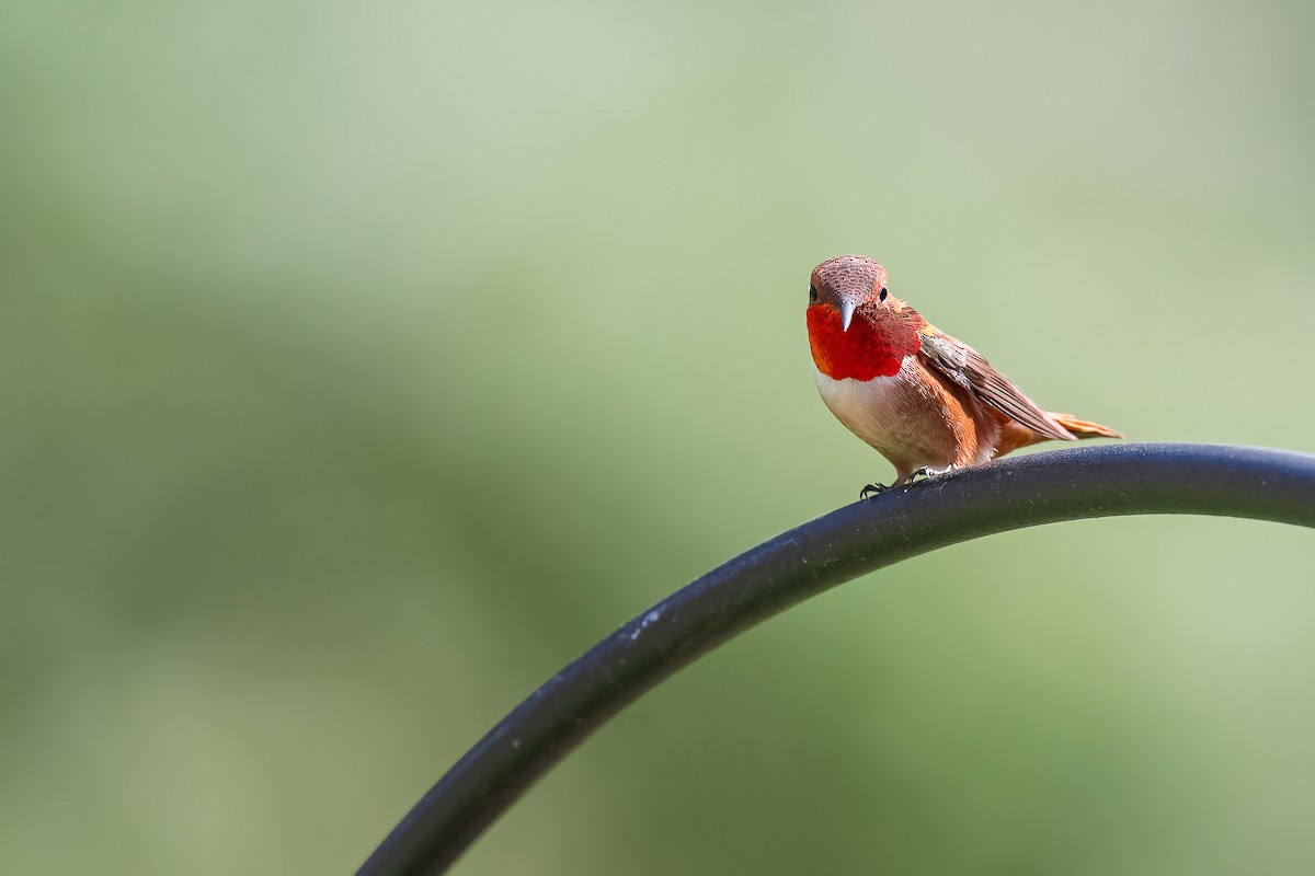 Rufous Hummingbird - JD Hascup