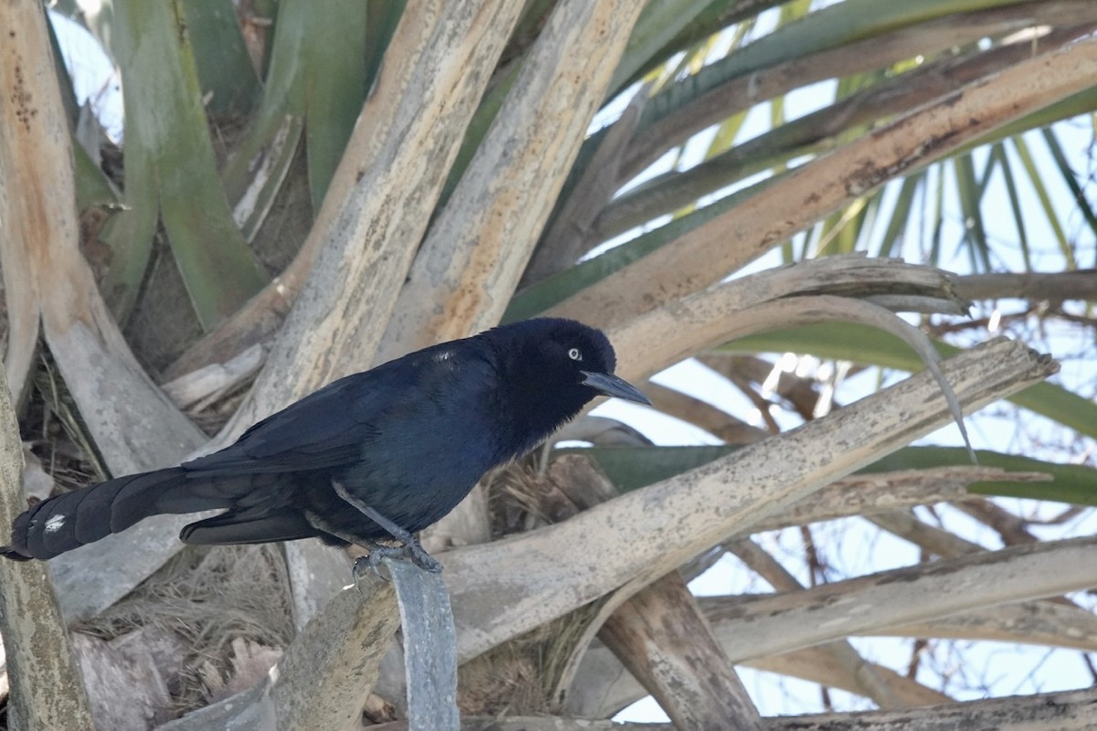 Boat-tailed Grackle - ML430376791