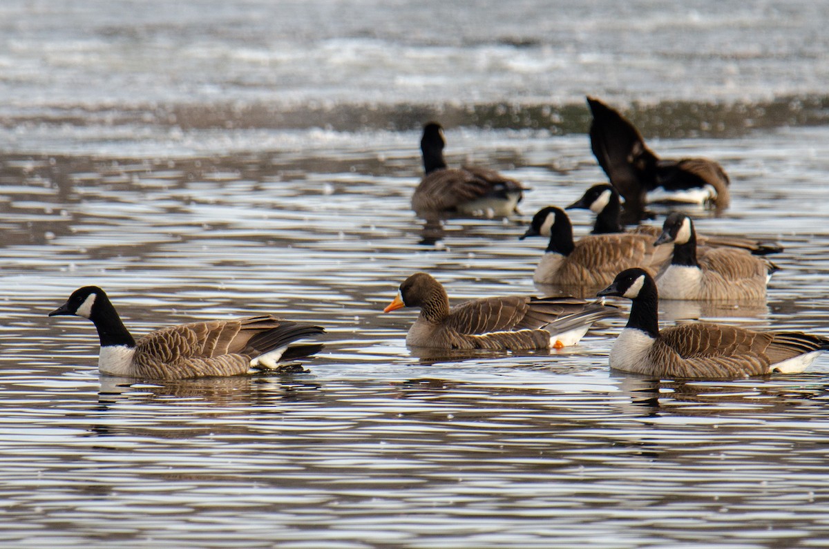 Greater White-fronted Goose - ML430377331