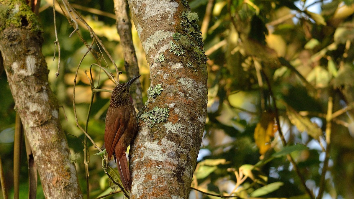 Strong-billed Woodcreeper - ML43037951