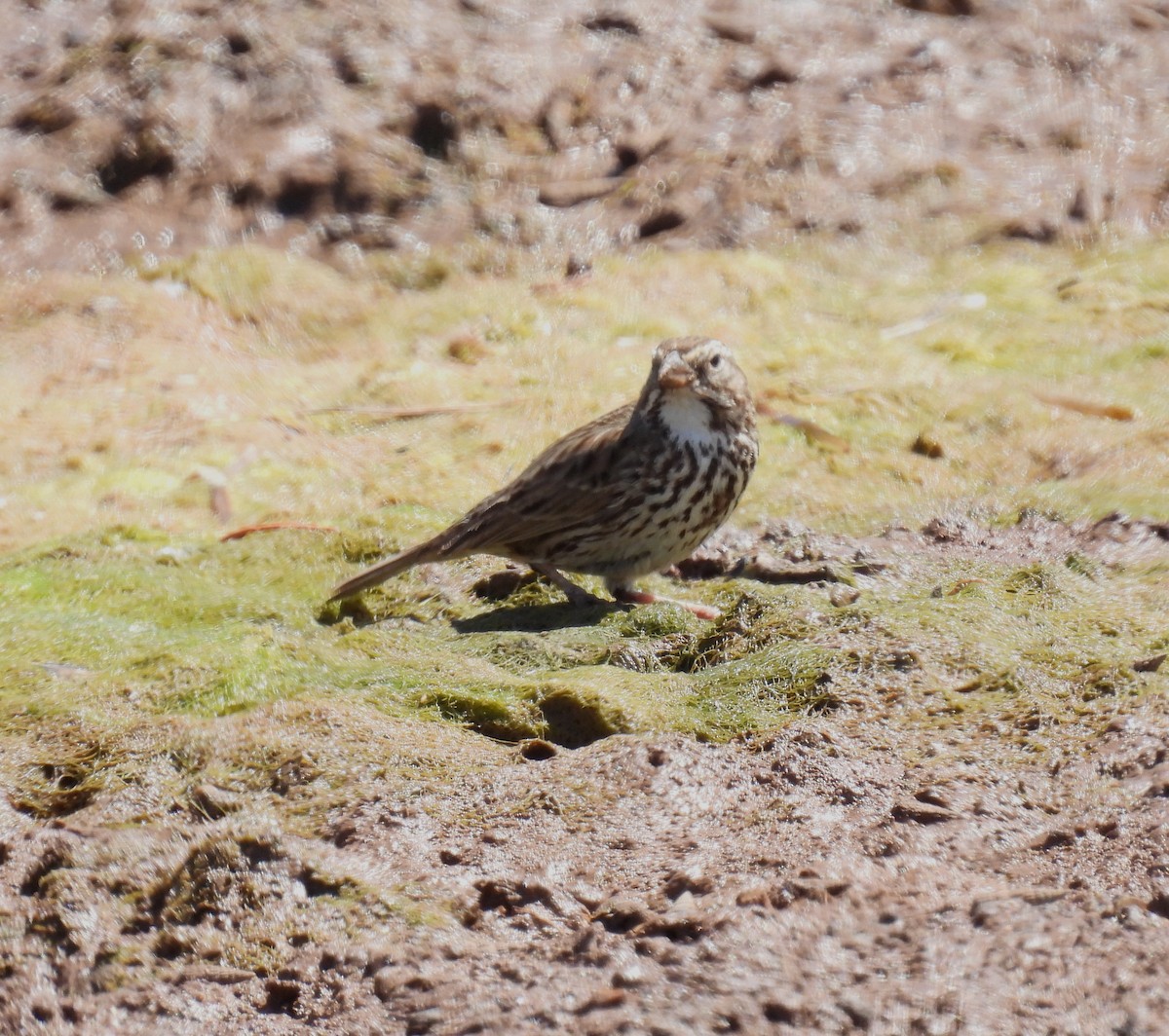 Savannah Sparrow (Large-billed) - ML430380711