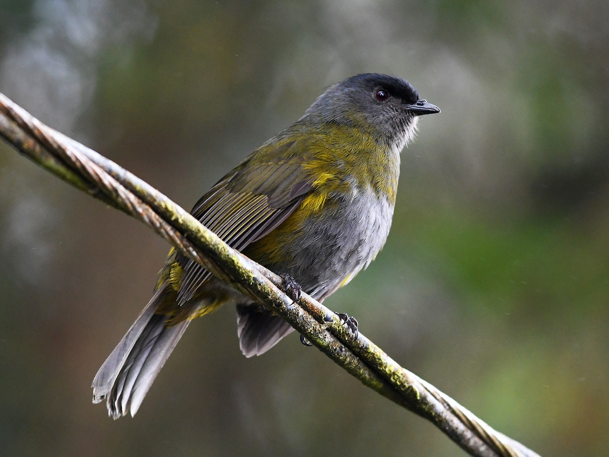 Black-and-yellow Silky-flycatcher - ML430382961