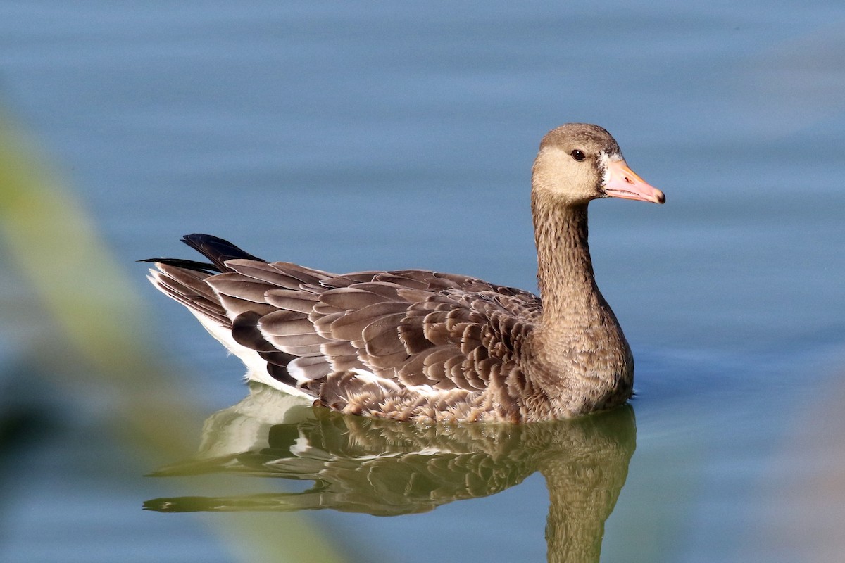 Greater White-fronted Goose (Western) - ML43038531