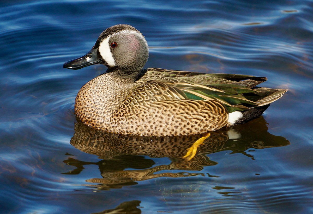 Blue-winged Teal - Laura Sisitzky