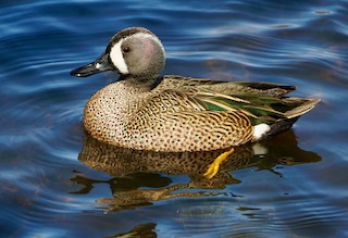 Blue-winged Teal, ML430387501