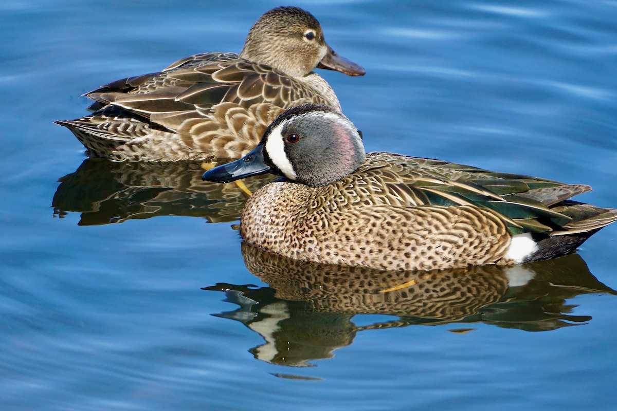 Blue-winged Teal - ML430387521