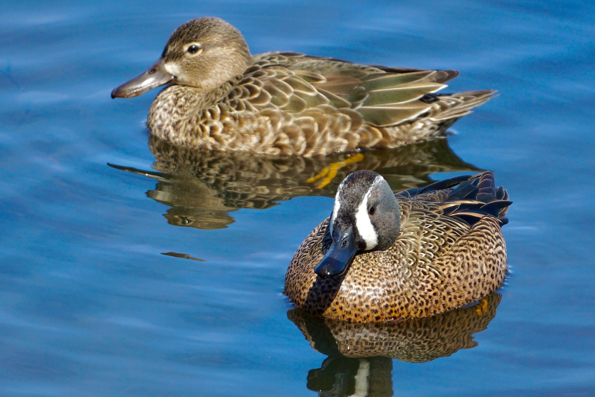 Blue-winged Teal - ML430387551