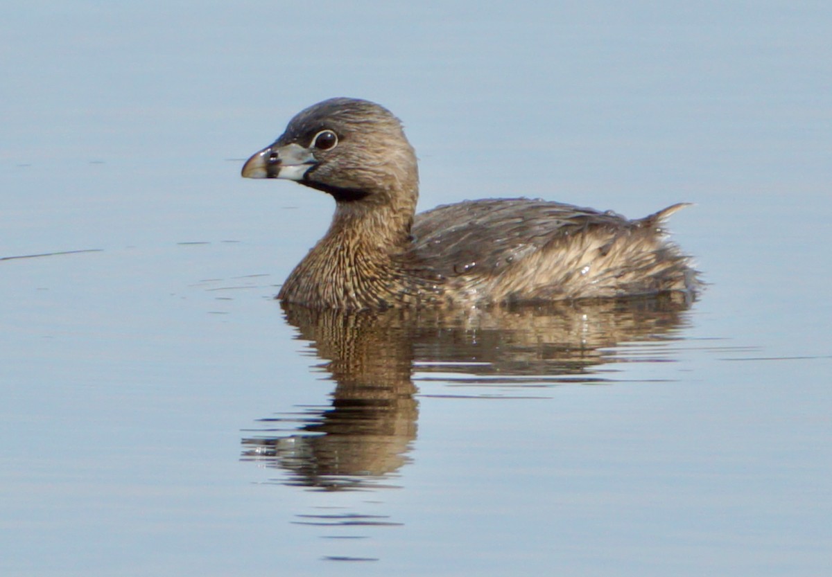 Pied-billed Grebe - Laura Sisitzky