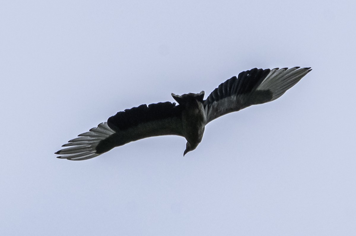 Palm-nut Vulture - David Bishop