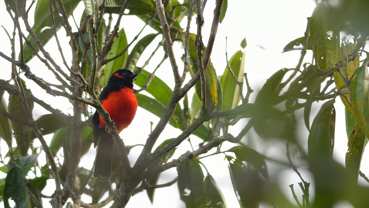 Scarlet-bellied Mountain Tanager - ML43039311