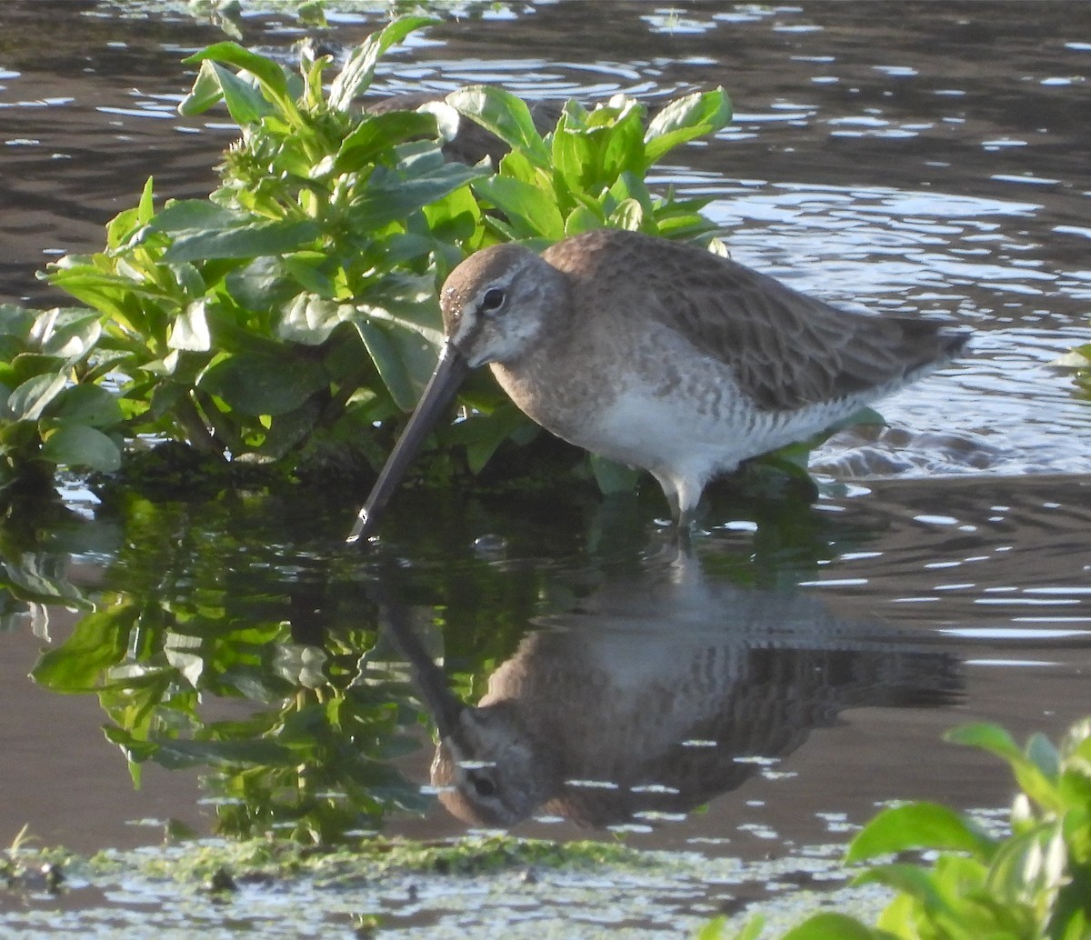 Long-billed Dowitcher - ML430395521