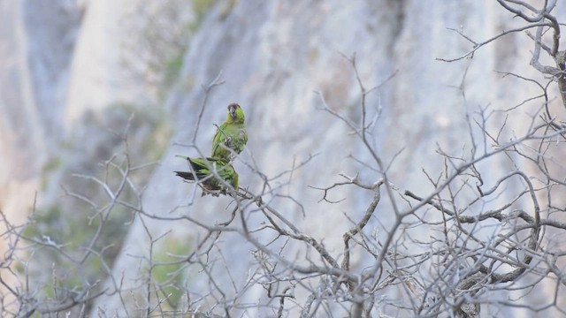 Maroon-fronted Parrot - ML430395711