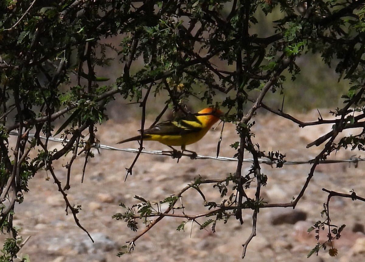 Western Tanager - ML430398031