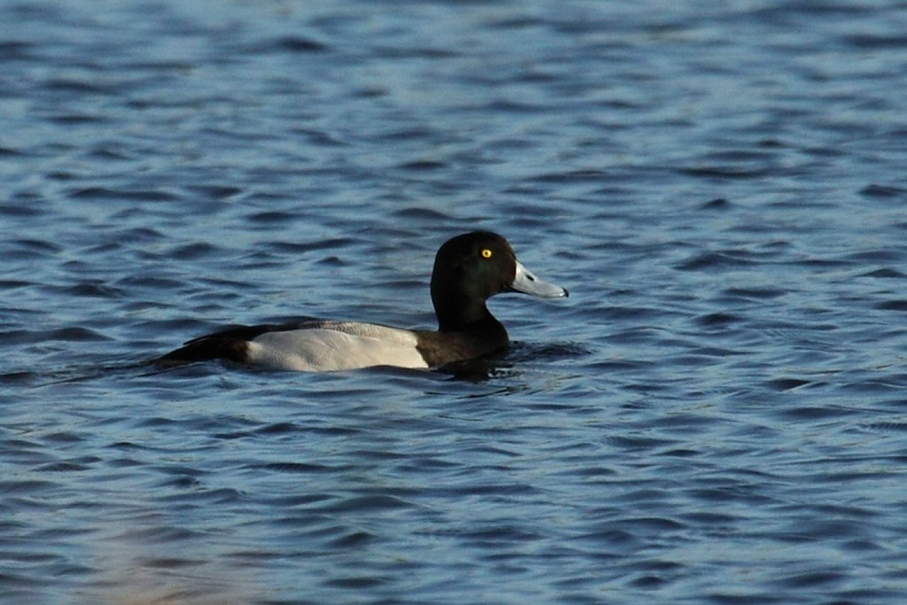 Greater Scaup - António Gonçalves