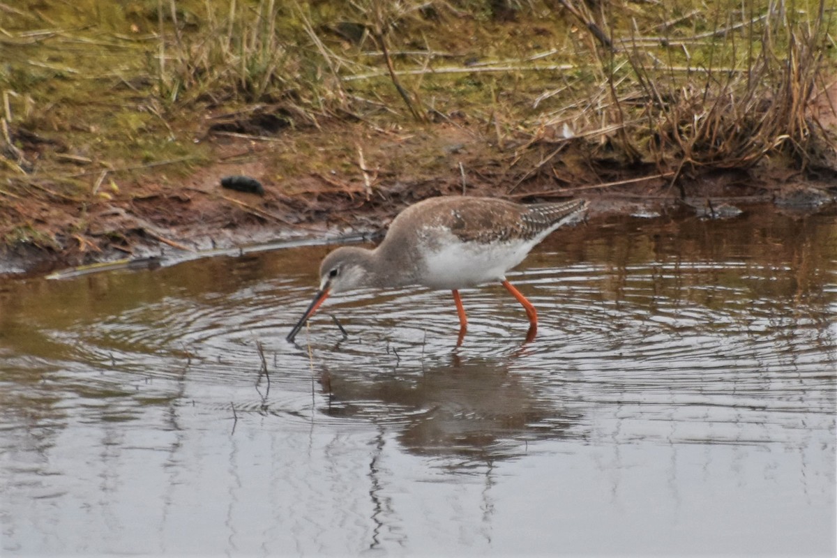 Spotted Redshank - ML430405681