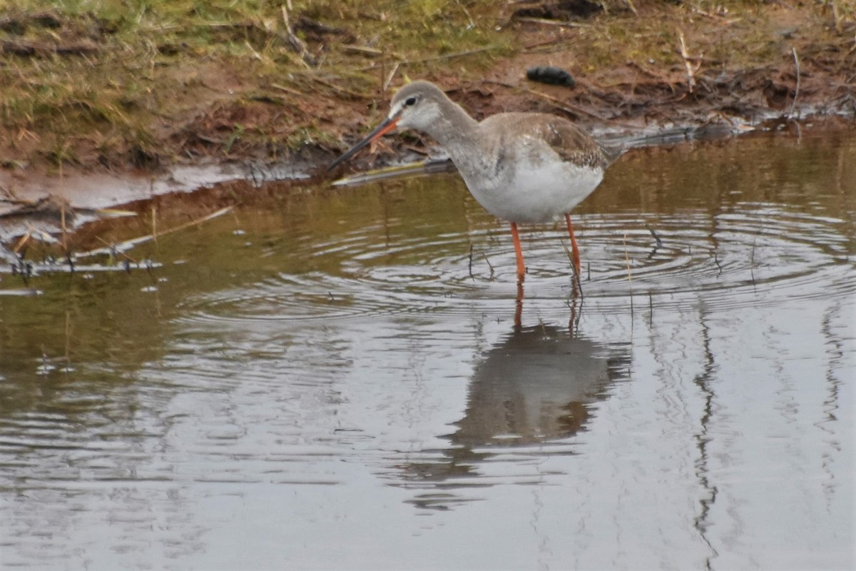 Spotted Redshank - ML430405701
