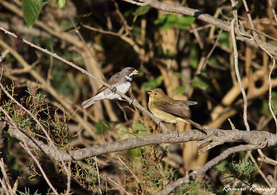 Double-collared Seedeater - ML430409341