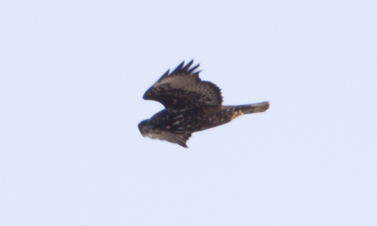 Red-tailed Hawk (Harlan's) - ML43040951