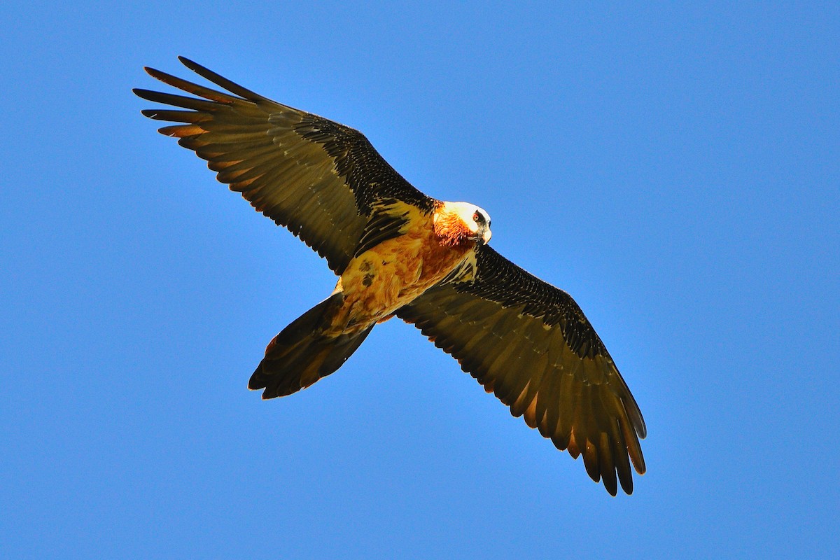 Bearded Vulture (African) - ML430411291