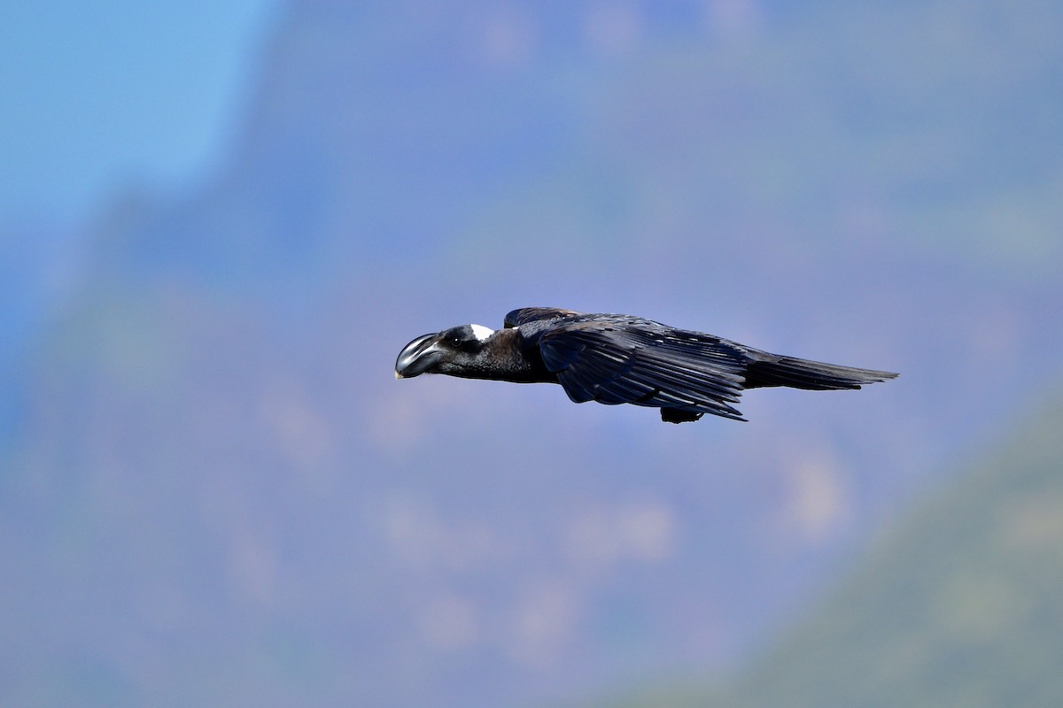 Thick-billed Raven - ML430411401