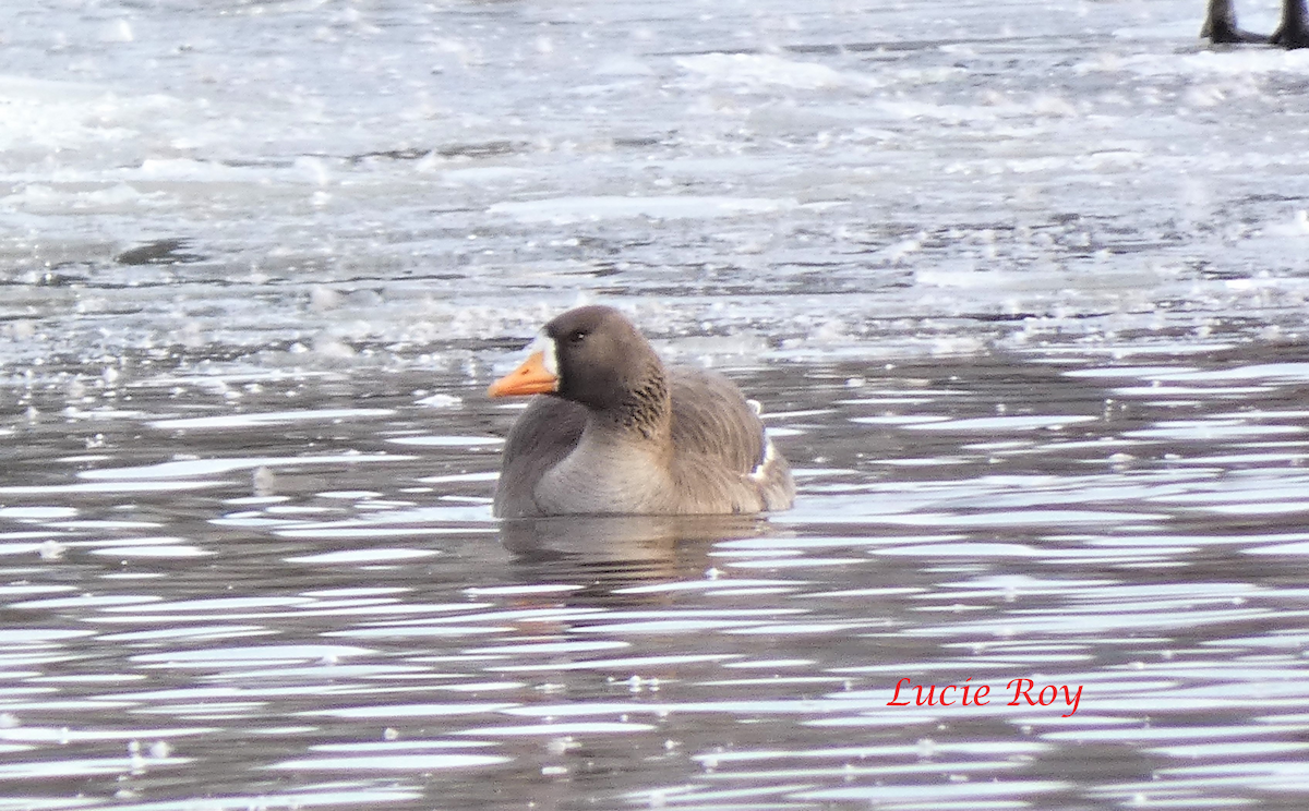 Greater White-fronted Goose - ML430413351