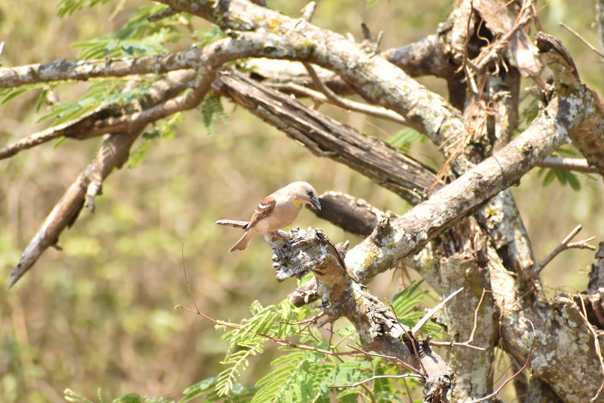 Yellow-throated Sparrow - Karthi Ganesan